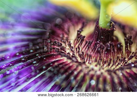 Passiflora Violetta. Big Bright Passionflower With Water Drops. Macro Shot.