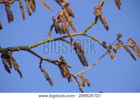 Blooming Silver Poplar. Silver Poplar Tree In Spring. Poplar Fluff From Flowers - Earrings.