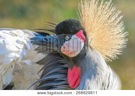 Grey Crowned Crane Close Up Portrait (balearica Regulorum) National Bird Of Uganda