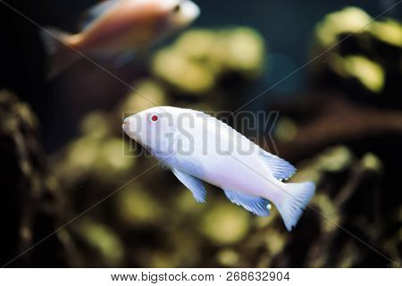 Albino Zebras Fish Floats In Aquarium. Metriaclima Pyrsonotos, Cichlids, Mbuna In Fish Tank.