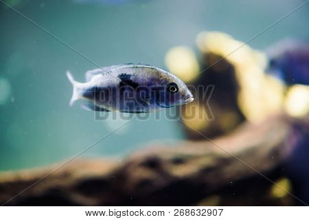Sciaenochromis Fryeri Fish Of Blue Color With Black Spots Floats In Aquarium. Mbuna In Fish Tank. Ci