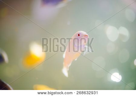 Albino Zebras Fish Floats In Aquarium. Metriaclima Pyrsonotos, Cichlids, Mbuna In Fish Tank.
