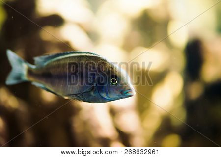 Sciaenochromis Fryeri Fish Of Blue Color With Black Spots Floats In Aquarium. Mbuna In Fish Tank. Ci