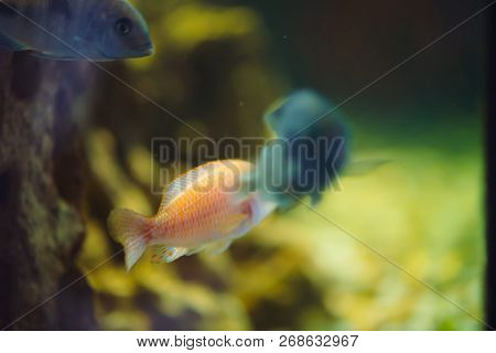 Many Mbuna Fishes Floats In Aquarium. Group Of Cichlids In Fish Tank. Background Image.
