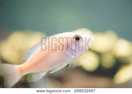 Albino Zebras Fish Floats In Aquarium. Metriaclima Pyrsonotos, Cichlids, Mbuna In Fish Tank.