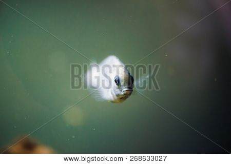Sciaenochromis Fryeri Fish Of Blue Color With Black Spots Floats In Aquarium. Mbuna In Fish Tank. Ci