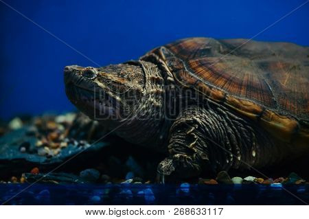 Head, Paws And Carapace Of Chelydra Serpentina Close-up. Reptile In Aquarium.