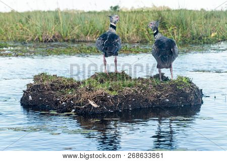 Southern Screamer Chauna Torquata In Esteros Del Ibera, Argentina