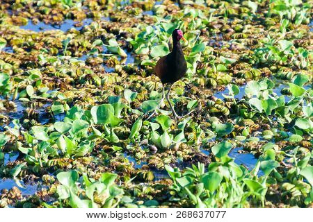 Wattled Jacana Jacana Jacana In Esteros Del Ibera, Argentina