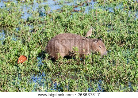 Capybara With Flycatcher On Its Back, Esteros Del Ibera, Argentina. Wattled Jacana Also Present.