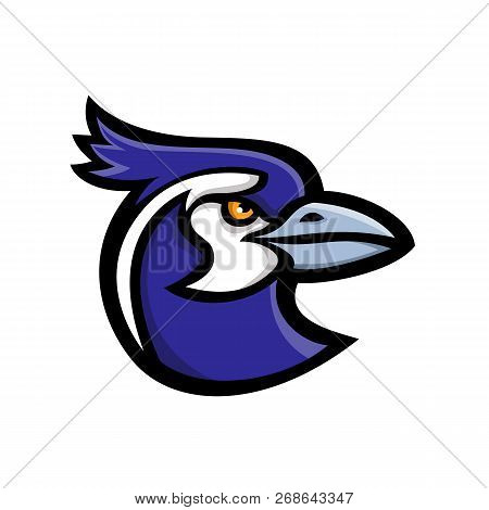 Mascot Icon Illustration Of Head Of A Black-throated Magpie-jay (calocitta Colliei), A Long-tailed M