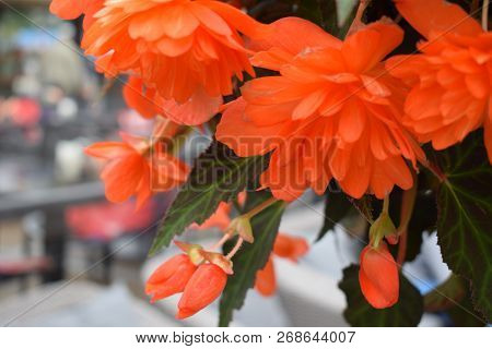 Begonia Coccinea, The Scarlet Begonia, Is A Species Of Plant In The Begoniaceae Family. Bunch Of Han