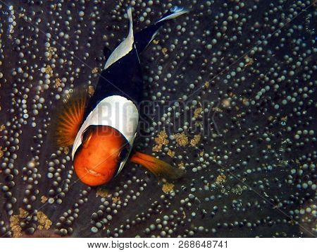 Marine Life, Or Sea Life Or Ocean Life, Is The Plants, Animals And Other Organisms That Live In The 