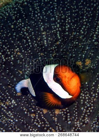 Marine Life, Or Sea Life Or Ocean Life, Is The Plants, Animals And Other Organisms That Live In The 