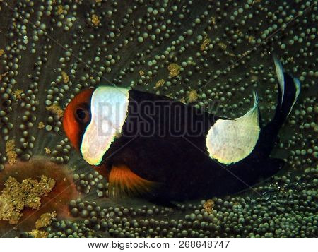 Marine Life, Or Sea Life Or Ocean Life, Is The Plants, Animals And Other Organisms That Live In The 