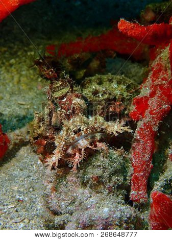 Marine Life, Or Sea Life Or Ocean Life, Is The Plants, Animals And Other Organisms That Live In The 