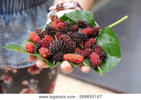 Mulberry And Leaves On A Wooden Background,red And Black Berry Fruit.little Grap Or Mon Berry