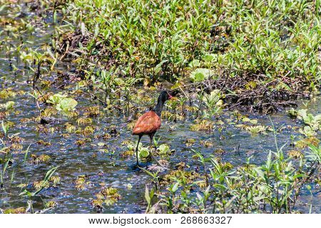 Wattled Jacana Jacana Jacana In Esteros Del Ibera, Argentina