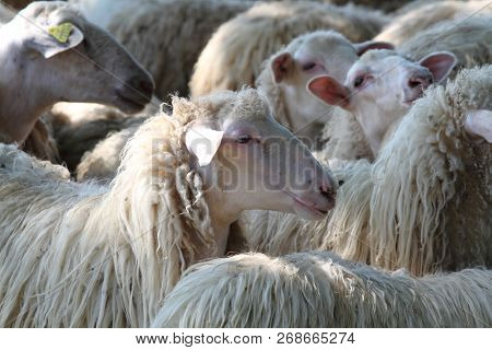 The Flock Of Sheep Close-up On Face