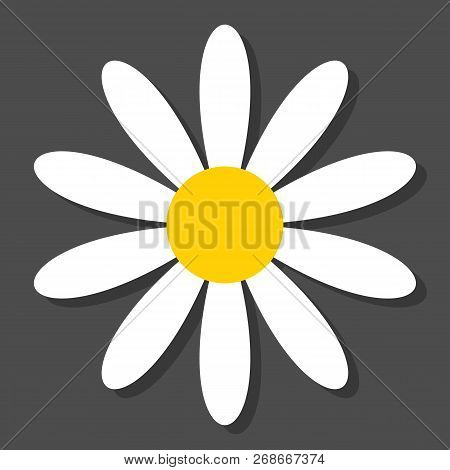 Chamomile Flat Vector Icon On A Grey Background With Shadow.