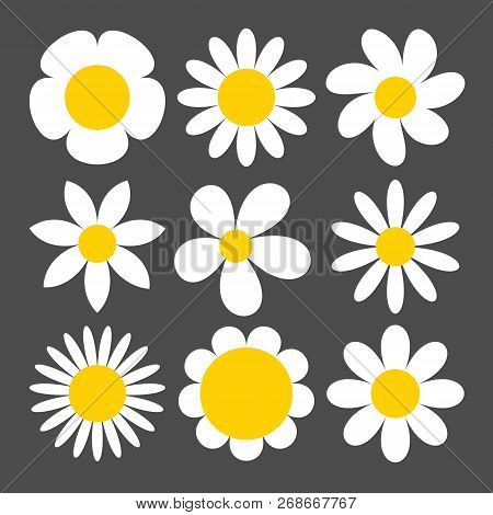Camomile Icon Set On Grey Background.