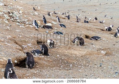 Magellanic Penguin Colony On Isla Magdalena Island In Magellan Strait, Chile