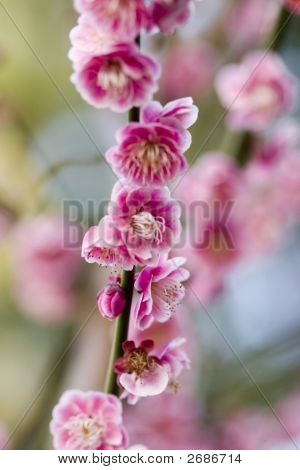 Cherry Blossoms