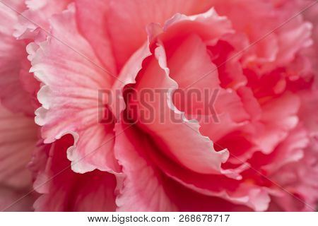 Bright Pinc Flowers Of Begonia Close-up. Pinc Begonia .