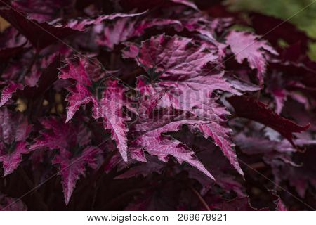 The Flower Of Begonia, The Purple Leaves Of Begonia, The Sharp Leaf.