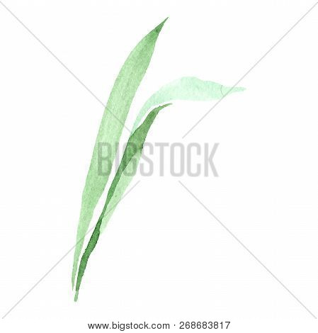 Green Iris Leaf. Floral Botanical Flower. Isolated Lef Illustration Element. Watercolor Background I