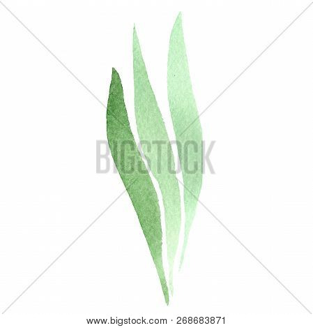 Green Iris Leaf. Floral Botanical Flower. Isolated Lef Illustration Element. Watercolor Background I