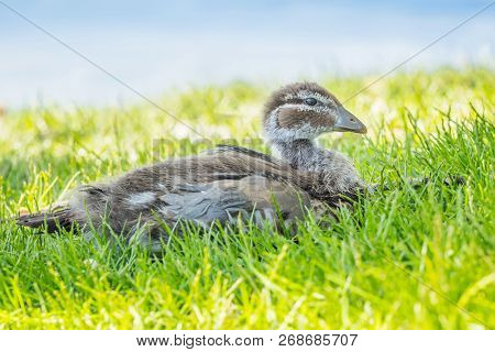 An Australian Wood Duck (chenonetta Jubata) Duckling Relaxing At Lake Monger In Perth, Western Austr