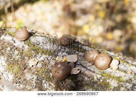 Mushrooms On A Tree Grow In The Pleasure