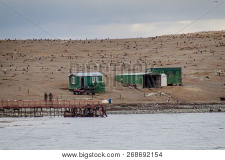 Magellan Penguin Colony On Isla Magdalena Island, Chile