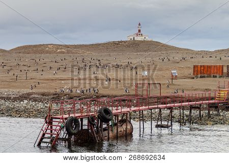Magellan Penguin Colony On Isla Magdalena Island, Chile