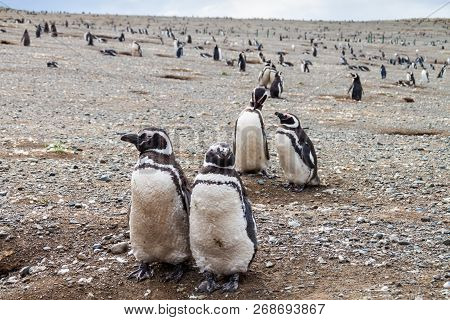 Penguin Colony On Isla Magdalena Island In Magellan Strait, Chile