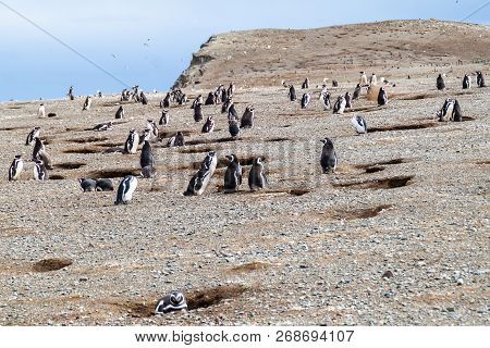 Penguin Colony On Isla Magdalena Island In Magellan Strait, Chile