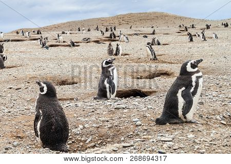 Penguin Colony On Isla Magdalena Island In Magellan Strait, Chile