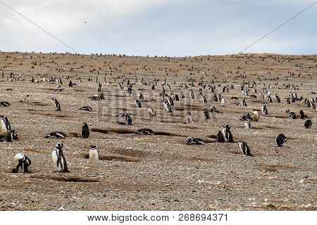 Penguin Colony On Isla Magdalena Island In Magellan Strait, Chile