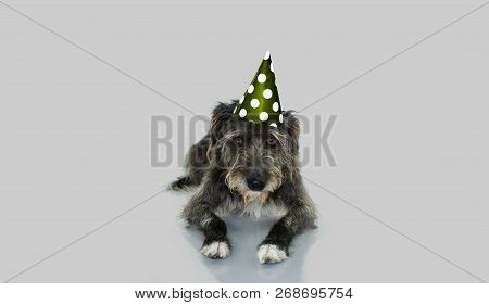 Funny Black Dog Celebrating A Birthday Or New Year With A Blue And White Polka Dot Party Hat Lying D