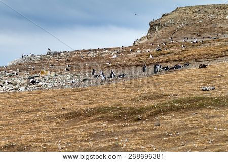 Penguin Colony On Isla Magdalena Island In Magellan Strait, Chile