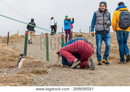 Isla Magdalena, Chile - March 4, 2015: Tourist Takes A Photo Of A Penguin At Penguin Colony On Isla 