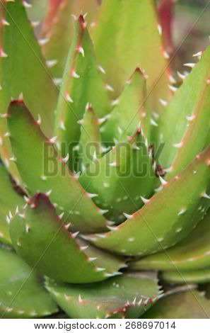 Close up view on cactus plant under soft light