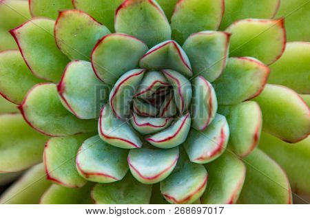 Close up view on cactus plant under soft light