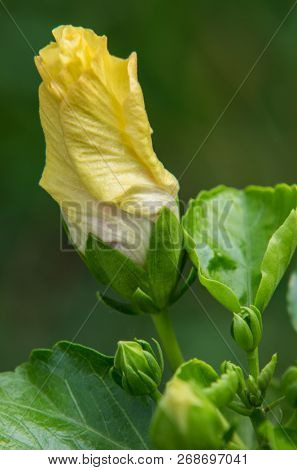 Hibiscus flower clse up view with blurred background