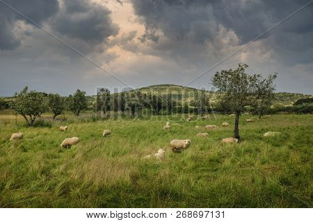 Flock of sheep pasturing in the countryside under a cloudy sky