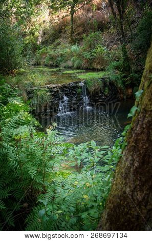 Small waterfall in a creek flowing on the woods