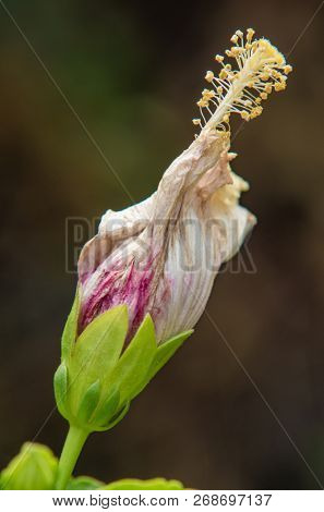 Hibiscus flower clse up view with blurred background