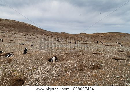 Magellanic Penguin Colony On Isla Magdalena Island In Magellan Strait, Chile