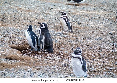 Magellanic Penguin Colony On Isla Magdalena Island In Magellan Strait, Chile